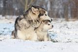 ALASKAN MALAMUTE 323